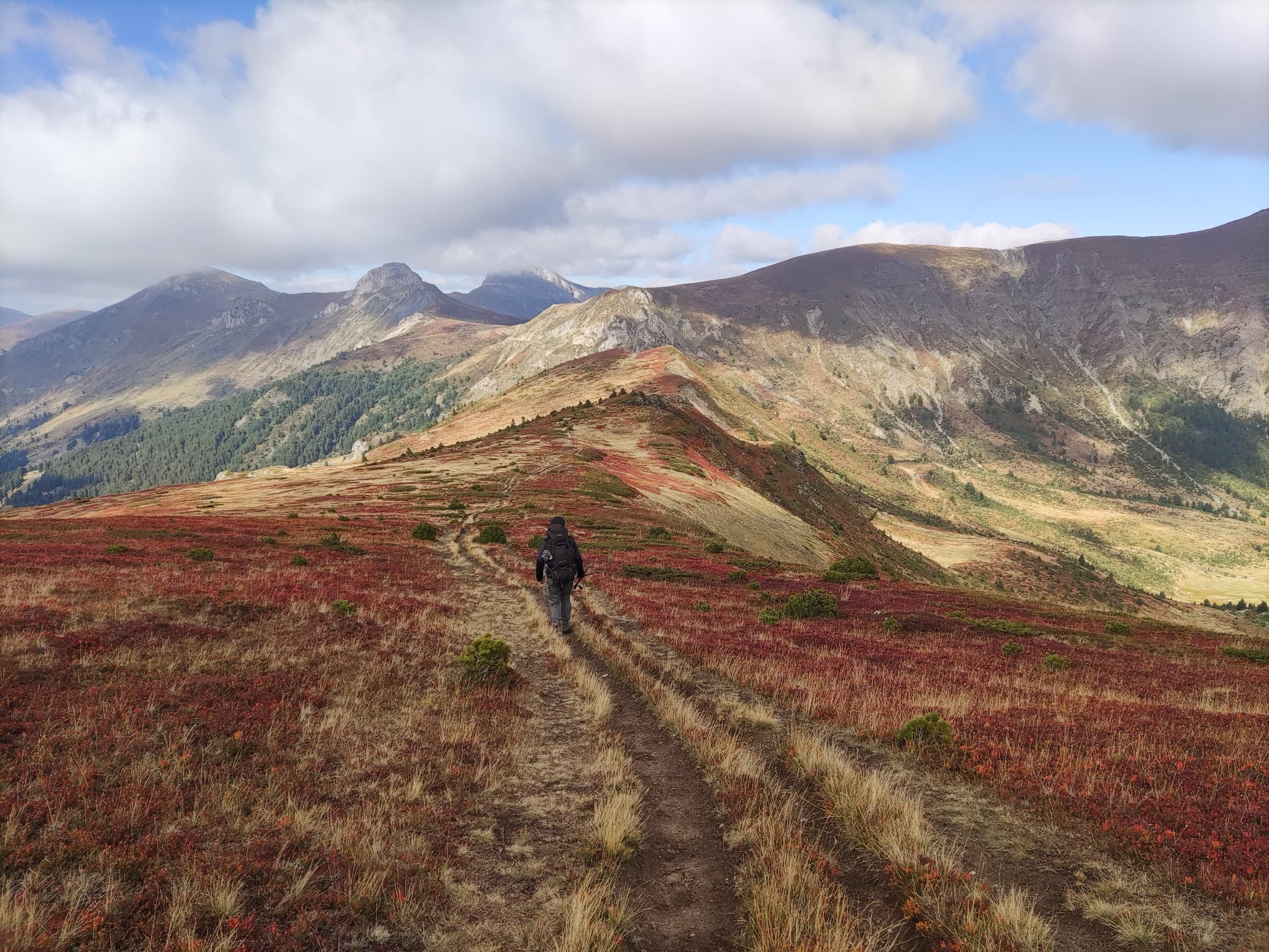 A walker on a narrow trail through red autumn heather