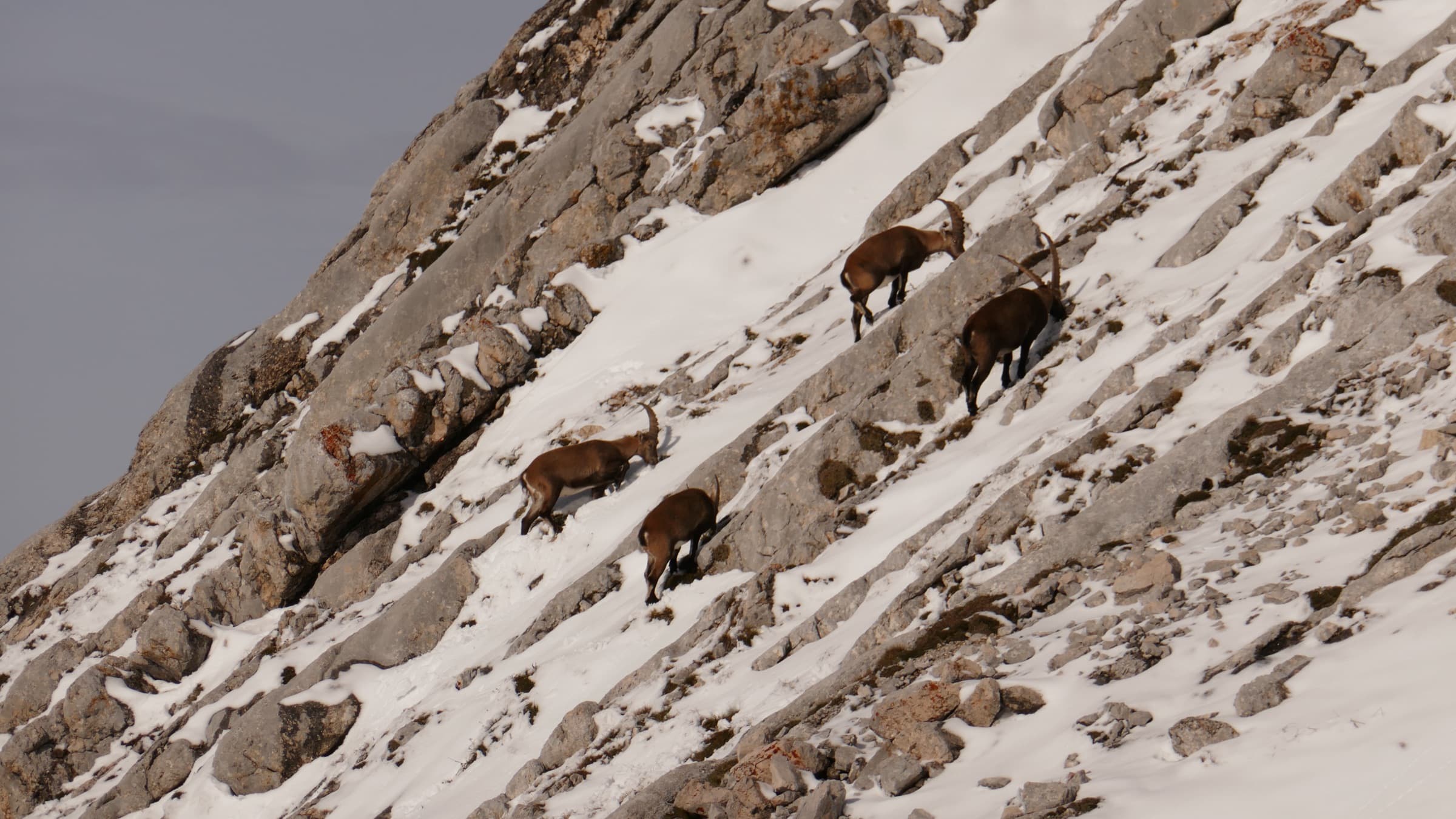 An ibex standing on a snowy slope