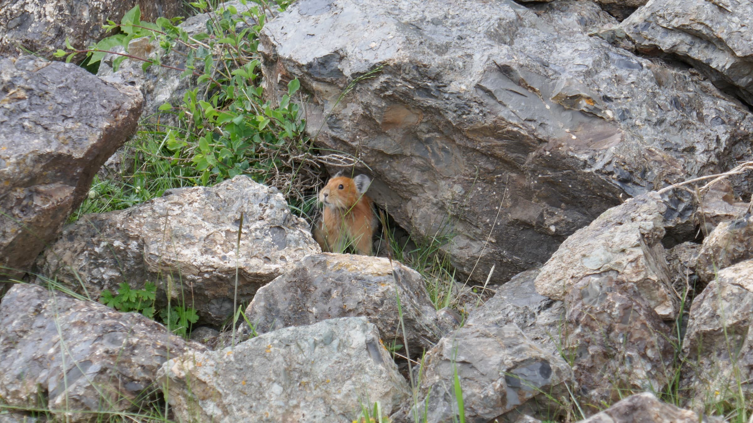 A pika watching from between rocks