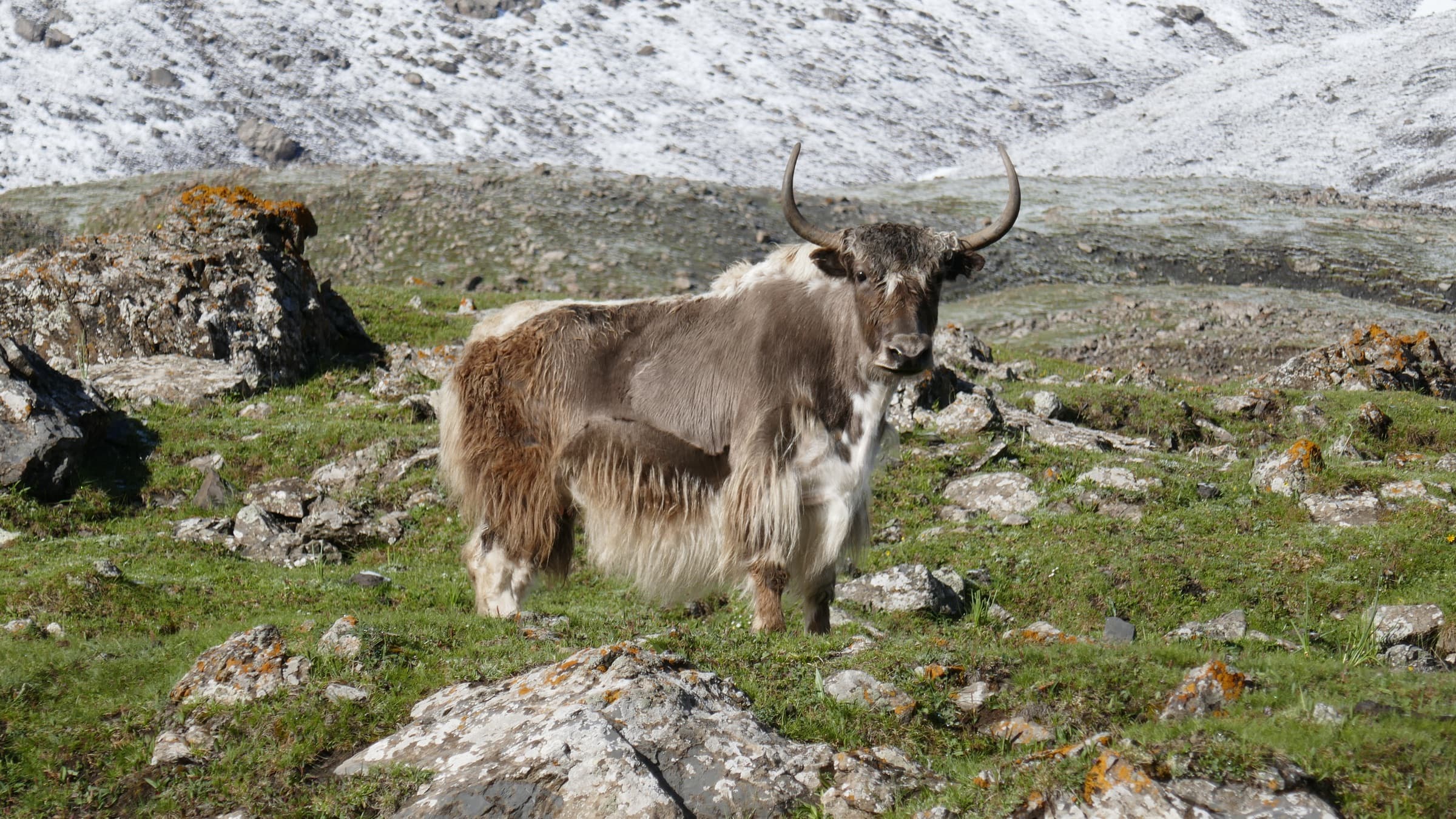 A long-haired yak on a high pasture
