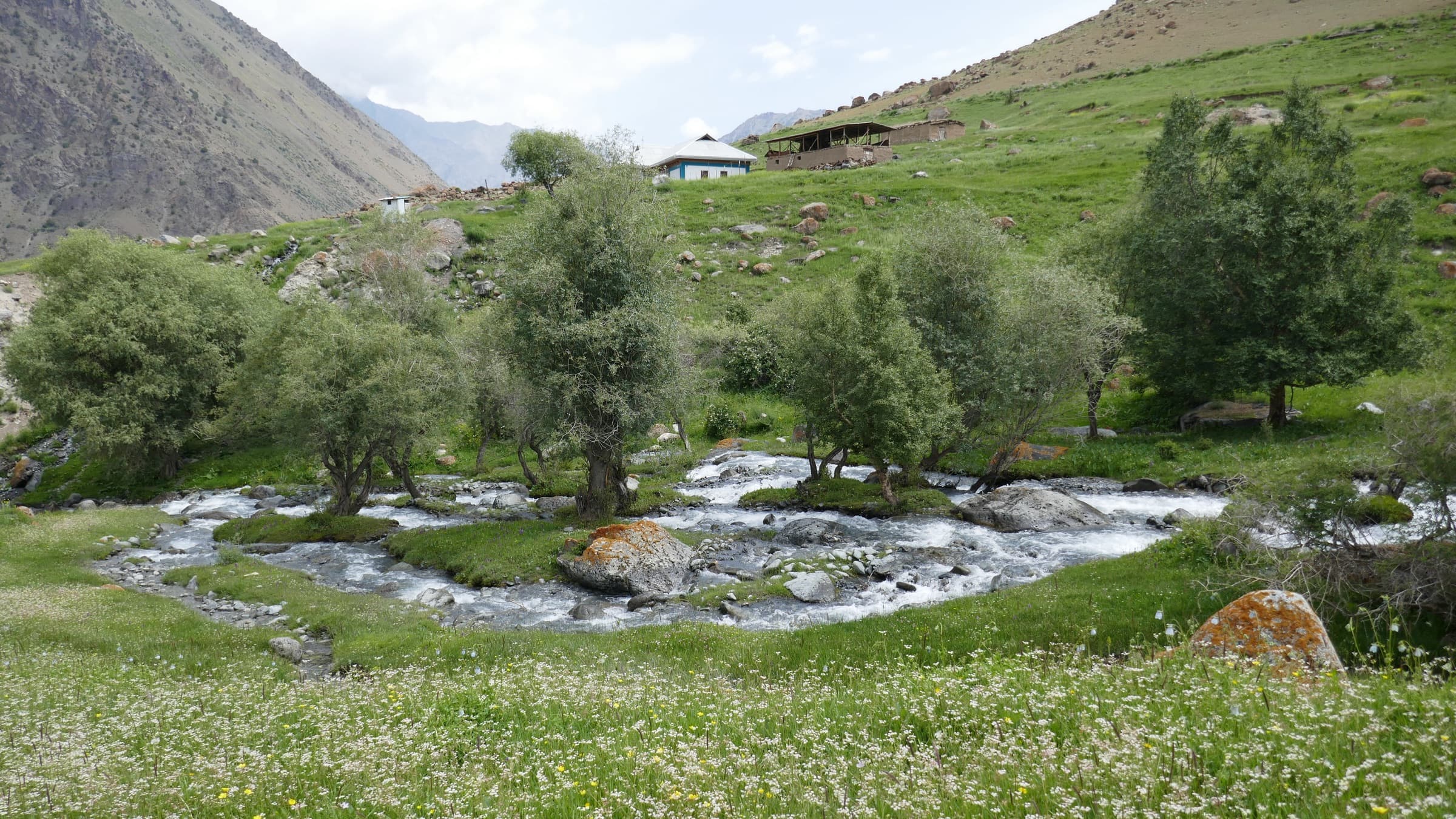 A clear stream winding through willows and cotton grass below a hut