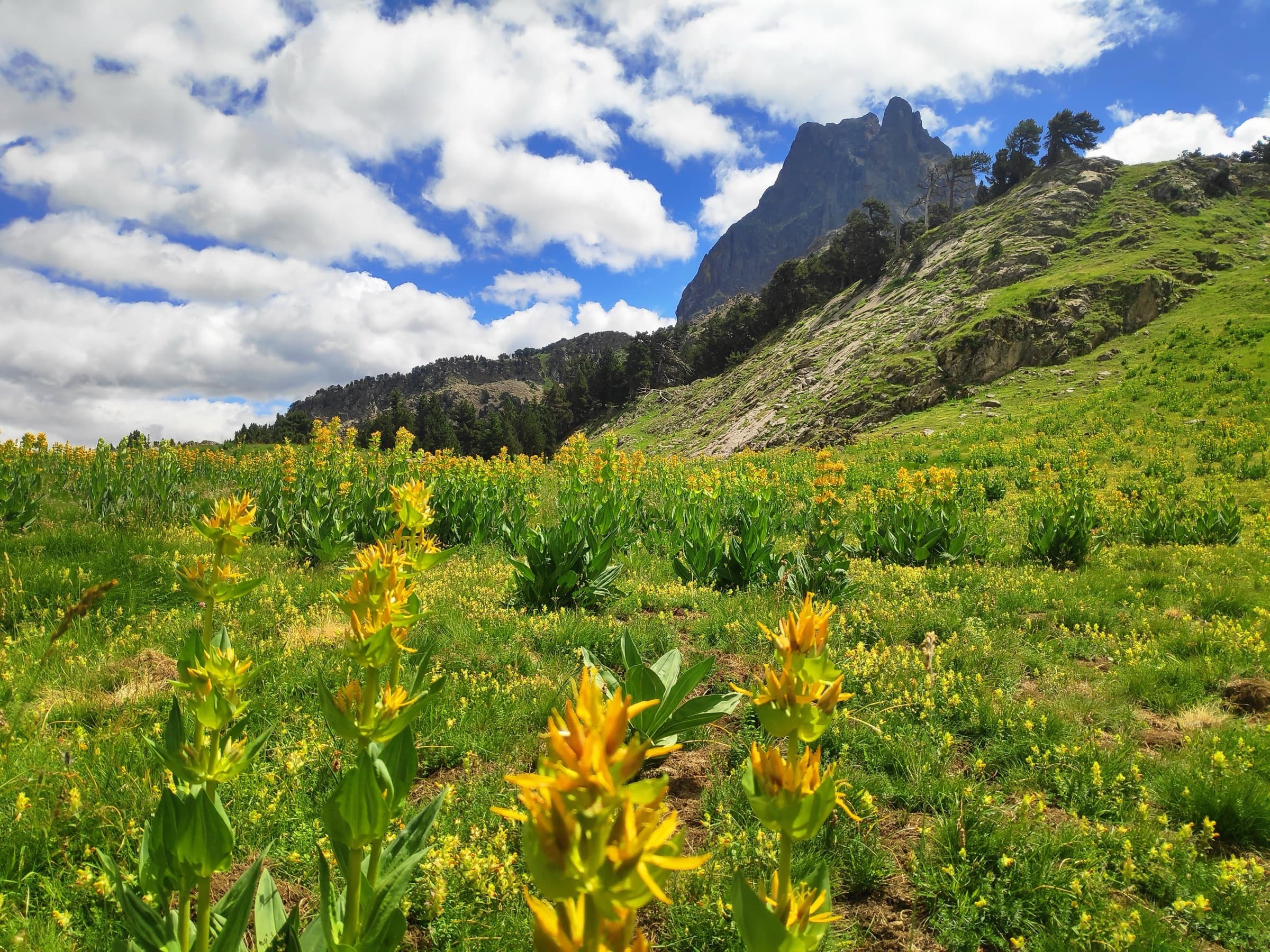 Yellow wildflowers covering a steep alpine meadow