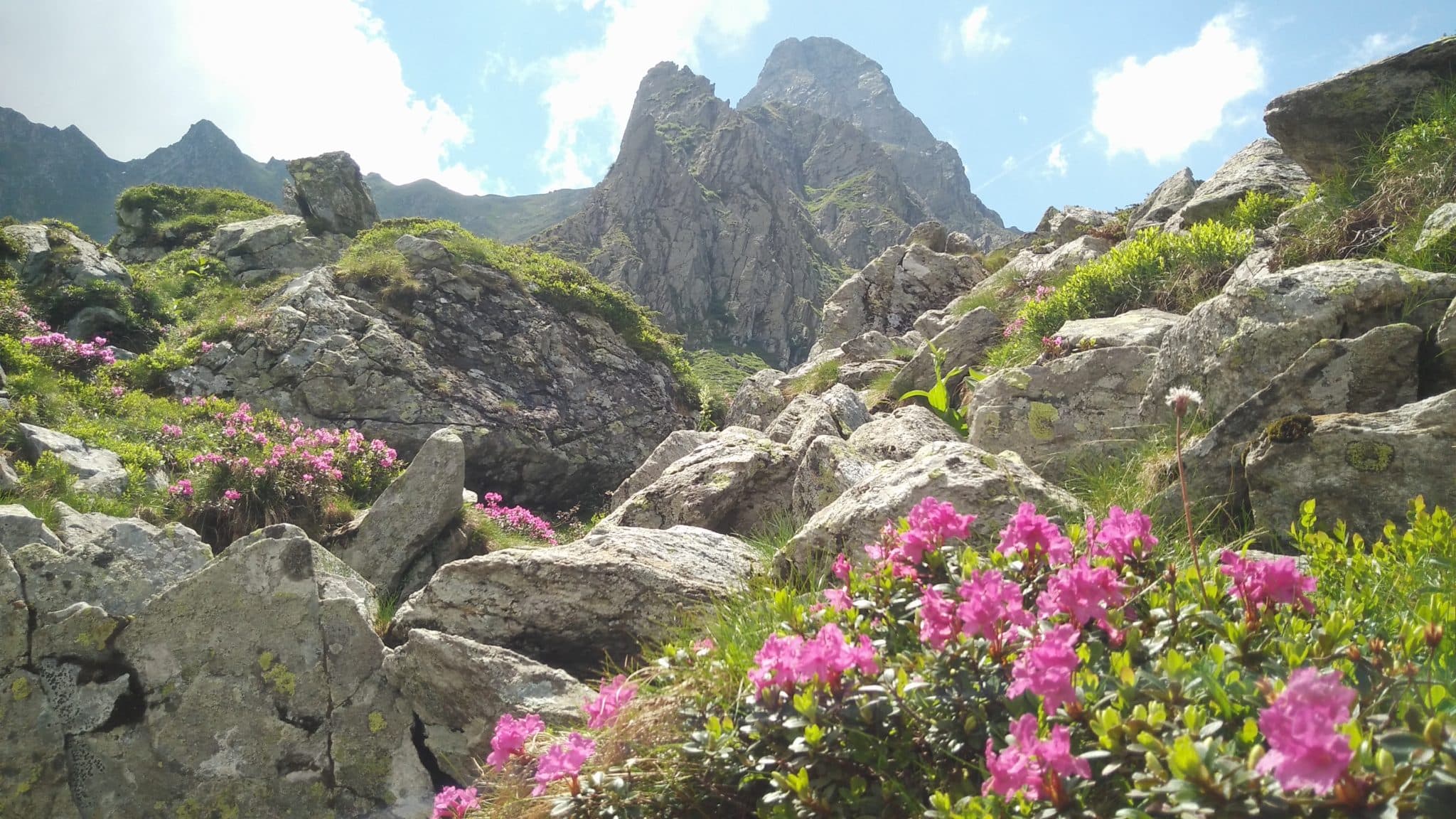 Lush green Sambetei Valley leading up to the Fagaras ridge