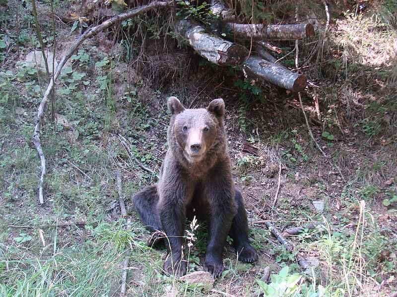 Bear in the Fagaras mountains