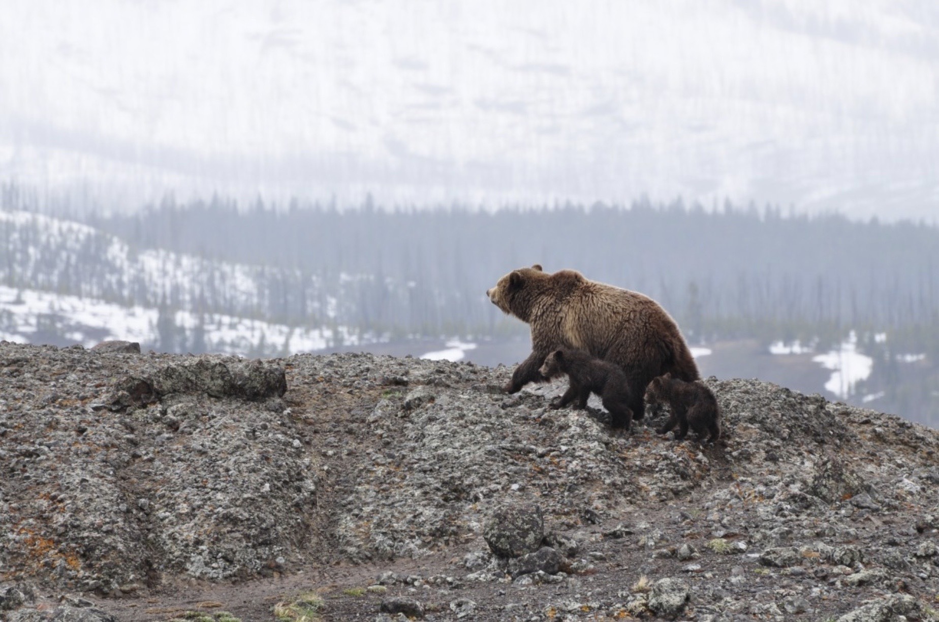 how-much-does-bear-spray-cost-the-best-deals-hikeheaven